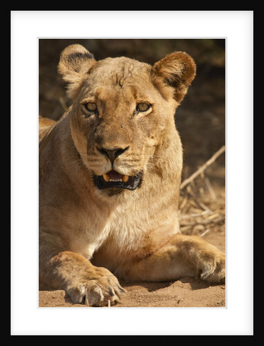 Lioness (Panthera leo) by Anonymous