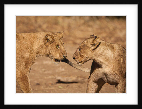 Young Lions (Panthera leo) by Anonymous