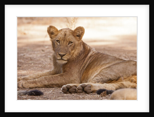 Young lion (Panthera leo) by Anonymous