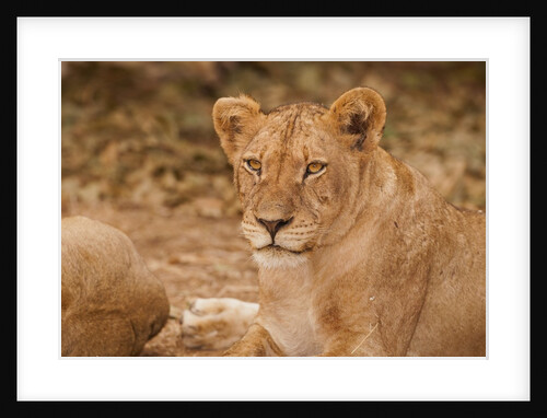 Young lion (Panthera leo) by Anonymous