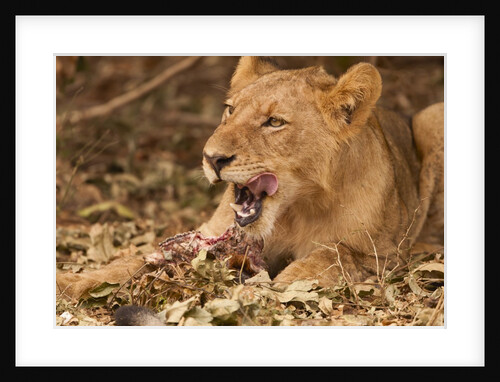 Young lion (Panthera leo) by Anonymous