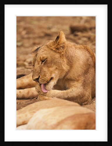 Young lion (Panthera leo) by Anonymous