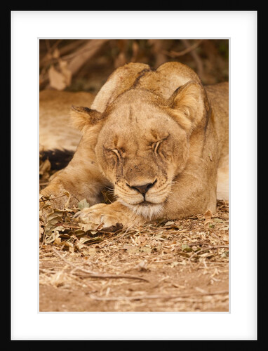 Young lion (Panthera leo) by Anonymous