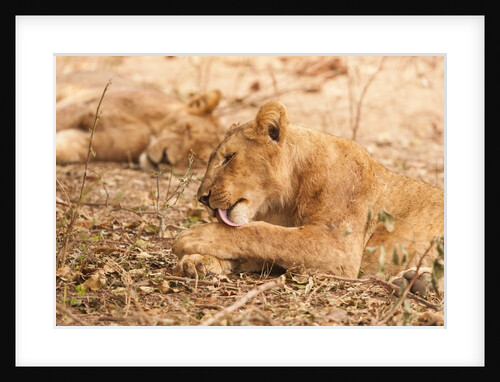 Lioness (Panthera leo) by Anonymous