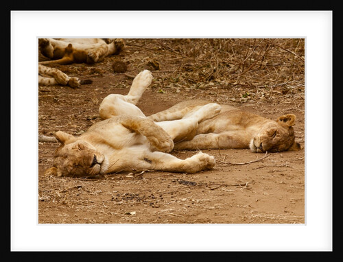 Young Lions (Panthera leo) by Anonymous