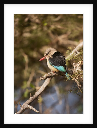 Brown-hooded Kingfisher by Anonymous