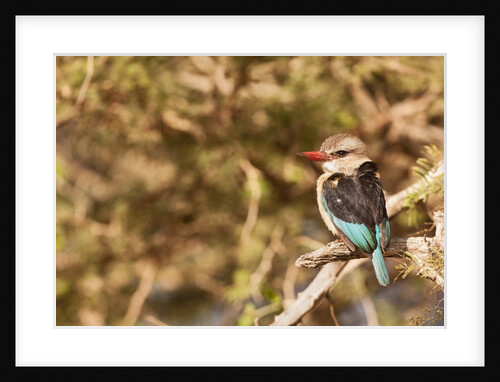 Brown-hooded Kingfisher by Anonymous