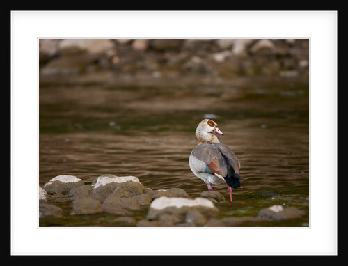 Egyptian Goose by Anonymous