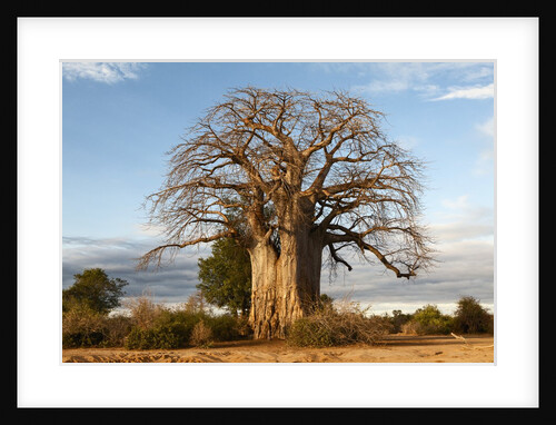 Baobab Tree by Anonymous