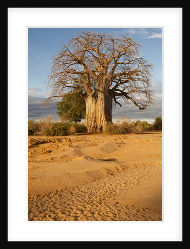 Baobab Tree by Anonymous