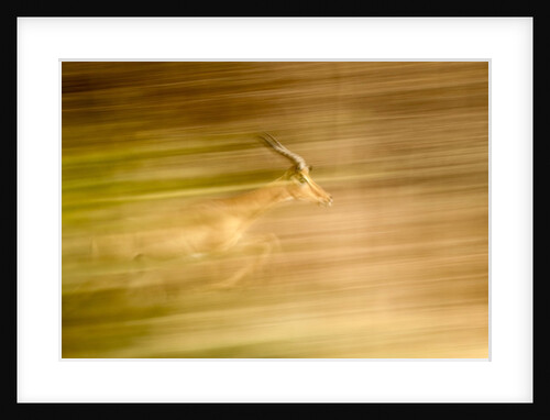 Male Impala in Motion by Anonymous