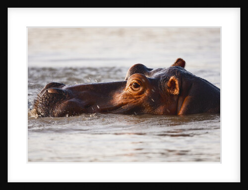 Hippopotamus by Anonymous
