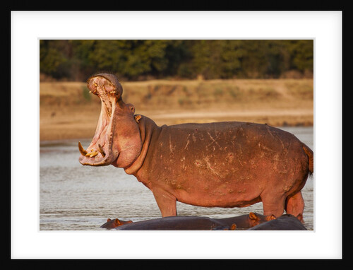 Hippopotamus Yawning by Anonymous