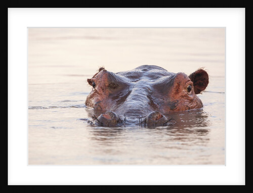 Hippopotamus by Anonymous