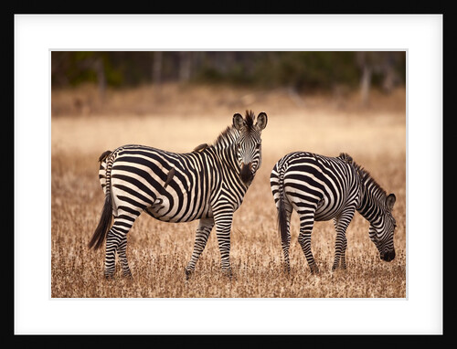 Crawshay's zebras by Anonymous