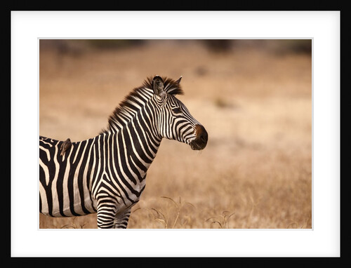Crawshay's zebra by Anonymous