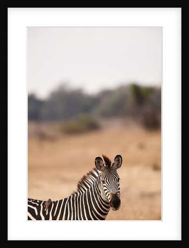 Crawshay's zebra by Anonymous