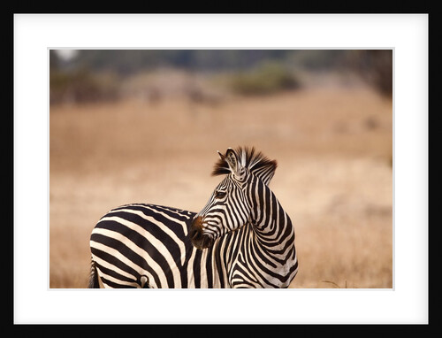 Crawshay's zebra by Anonymous