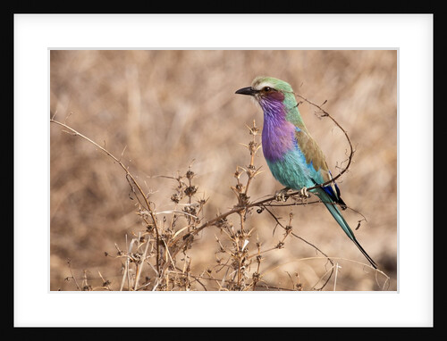 Lilac-breasted Roller by Anonymous
