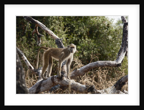 Kinda Baboon by Anonymous