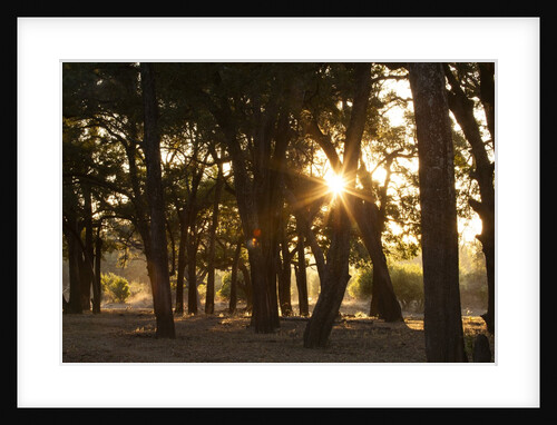 Ebony Forest, Zambia by Anonymous
