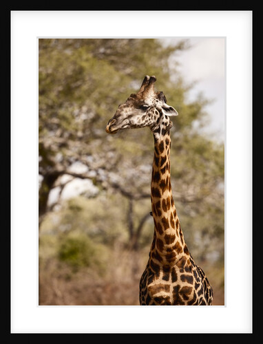 Endemic Thornicroft Giraffe by Anonymous