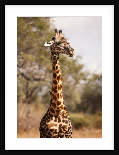 Endemic Thornicroft Giraffe by Anonymous
