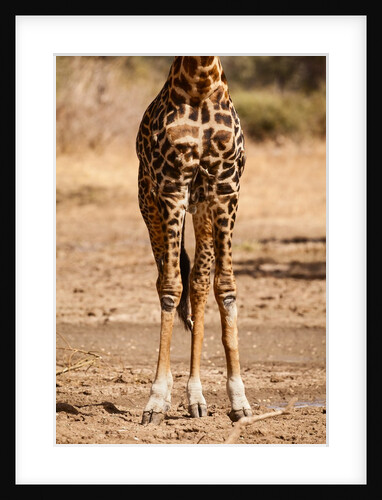 Endemic Thornicroft Giraffe by Anonymous