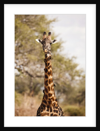 Endemic Thornicroft Giraffe by Anonymous