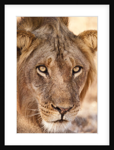 Young Male Lion (Panthera leo) by Anonymous
