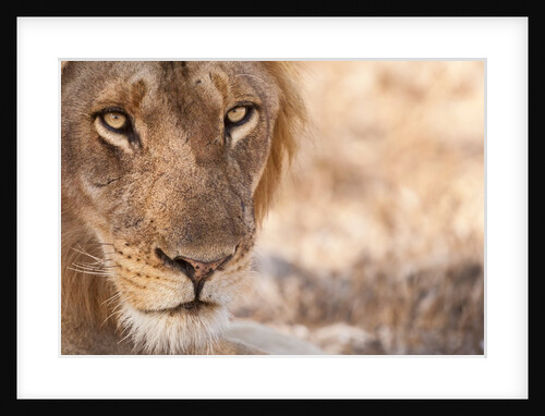 Young Male Lion (Panthera leo) by Anonymous