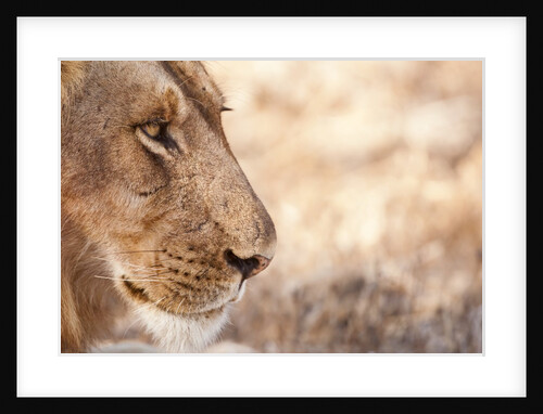 Young Male Lion (Panthera leo) by Anonymous