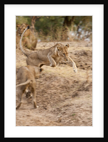 Young Lions (Panthera leo) by Anonymous