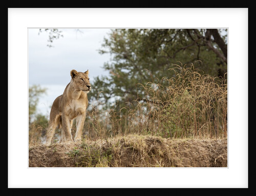 Young Lion (Panthera leo) by Anonymous