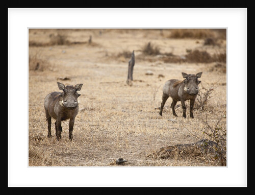 Young Warthogs by Anonymous