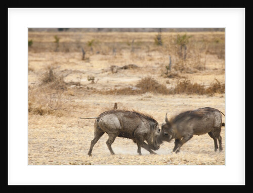 Young Warthogs Sparring by Anonymous