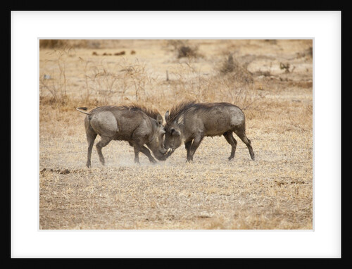 Young Warthogs Sparring by Anonymous