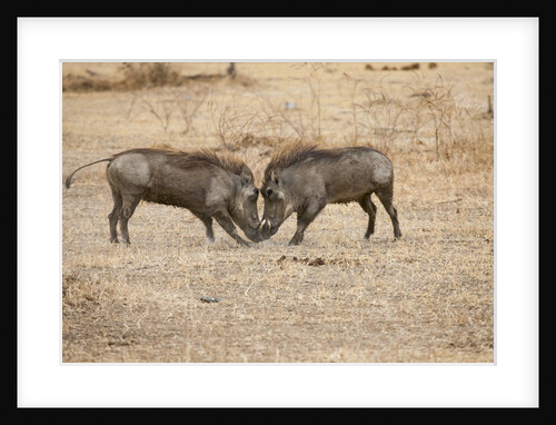 Young Warthogs Sparring by Anonymous