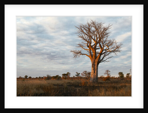 Young Baobab Tree by Anonymous