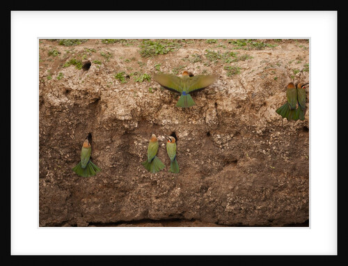 White-fronted Bee Eaters by Anonymous