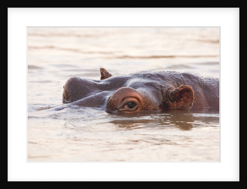 Hippopotamus by Anonymous