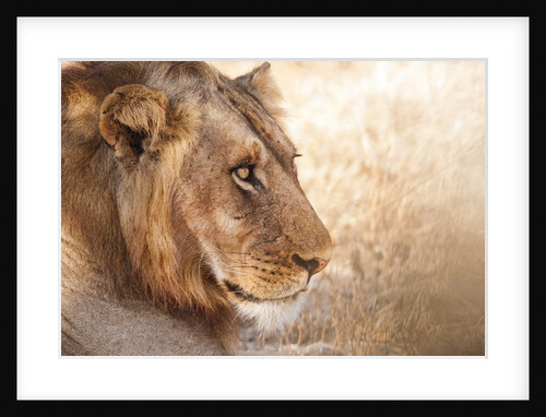 Young Male Lion, Zambia by Anonymous