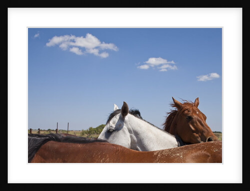 Cattle Horses, Chilicothe, Texas by Anonymous