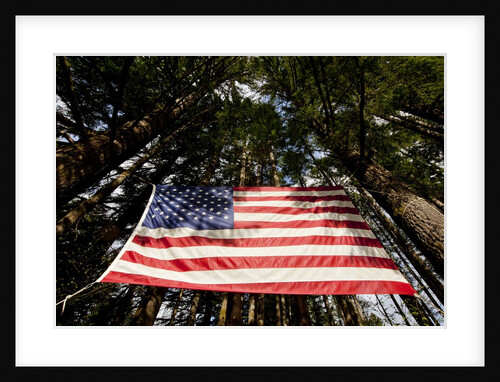 American Flag in Forest, Washington by Anonymous
