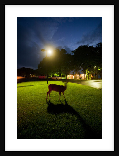 White-Taiiled Deer, Skyline Drive, Shenandoah National Park, Virginia by Anonymous