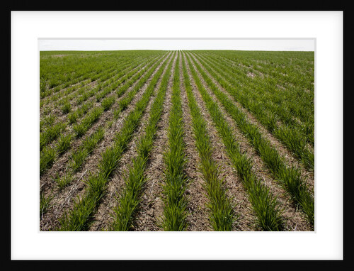 Winter Wheat, Waterville, Washington by Anonymous
