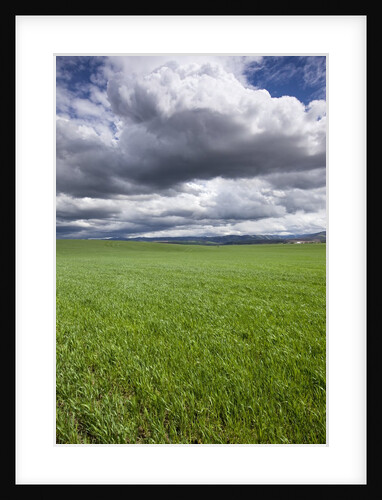 Spring Wheat Field, Walla Walla, Washington by Anonymous
