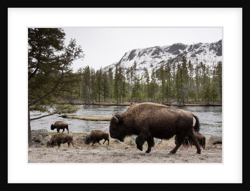 Bishon, Yellowstone National Park, Wyoming by Anonymous