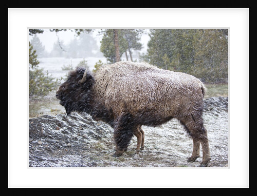 Bison, Yellowstone National Park, Wyoming by Anonymous