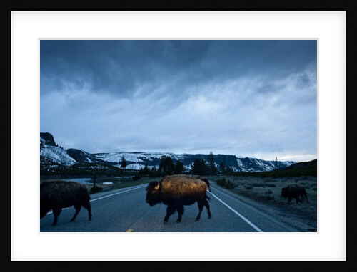 Bison Herd, Yellowstone National Park, Wyoming by Anonymous